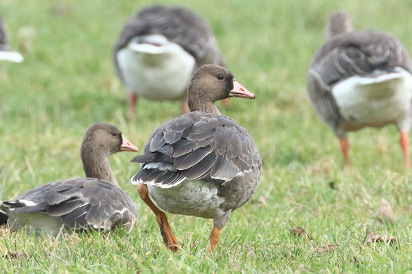 Photo of White-fronted Goose at Ufton Green, Berkshire. Taken by Andy Tomczynski on 26th January 2026.