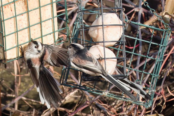 Photo of Long-tailed Tit at Calcot, Berkshire. Taken by John Absolom on 7th January 2026.