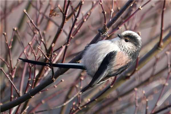 Photo of Long-tailed Tit at Calcot, Berkshire. Taken by John Absolom on 7th January 2026.