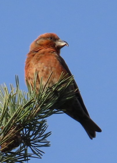 Photo of Crossbill at Swinley Forest, Berkshire. Taken by Steve Robertson on 7th January 2026.