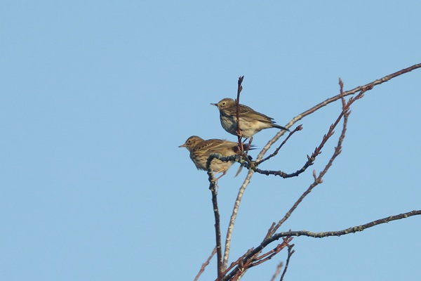 Photo of Meadow Pipit at Emmer Green, Berkshire. Taken by Andy Tomczynski on 2nd January 2026.