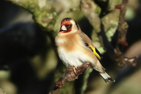 Photo of Goldfinch at Emmer Green, Berkshire. Taken by Andy Tomczynski on 2nd January 2026.