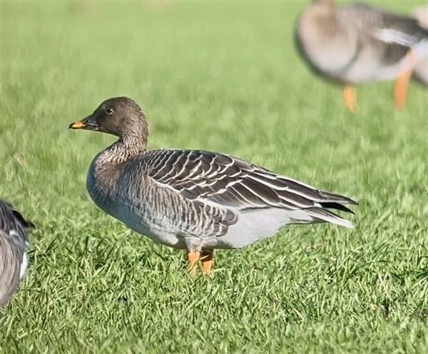 Photo of Tundra Bean Goose at Langley, Berkshire. Taken by Roger Stansfield on 7th January 2026.