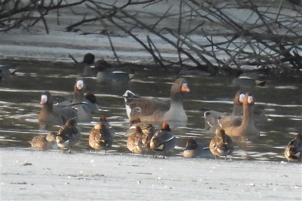 Photo of White-fronted Goose at Lower Farm GP, Berkshire. Taken by Ian Quelch on 7th January 2026.