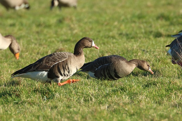 Photo of White-fronted Goose at Sonning Meadows, Berkshire. Taken by Andy Tomczynski on 3rd January 2026.