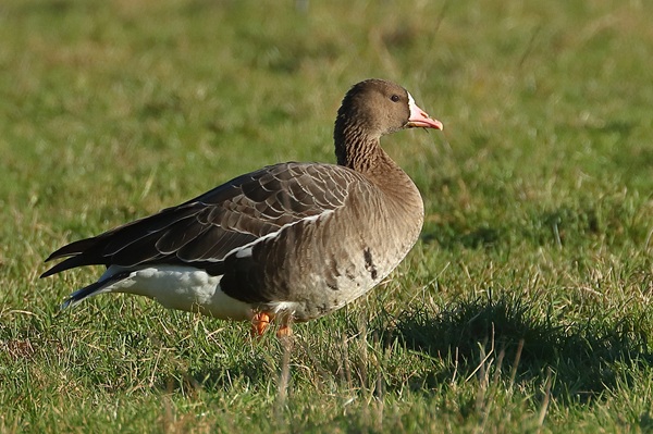 Photo of White-fronted Goose at Sonning Meadows, Berkshire. Taken by Andy Tomczynski on 3rd January 2026.