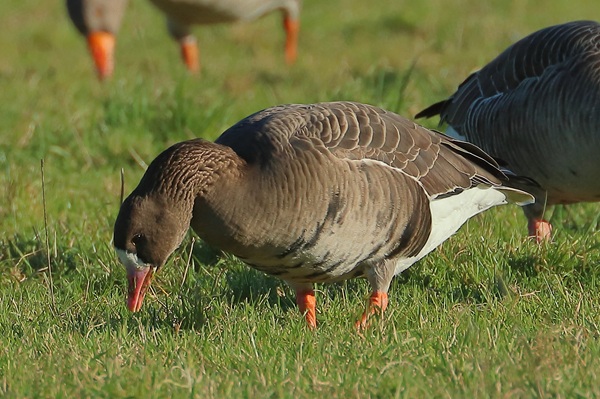 Photo of White-fronted Goose at Sonning Meadows, Berkshire. Taken by Andy Tomczynski on 3rd January 2026.