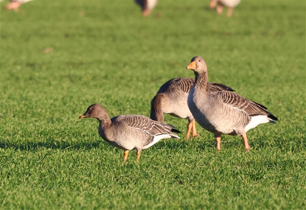 Photo of Tundra Bean Goose at Langley, Berkshire. Taken by Peter Gasson on 3rd January 2026.