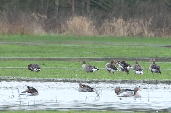 Photo of Tundra Bean Goose at Ufton Green, Berkshire. Taken by Andy Tomczynski on 1st February 2026.