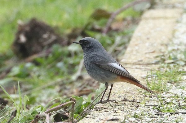Photo of Black Redstart at Green Park, Berkshire. Taken by Andy Tomczynski on 2nd February 2026.