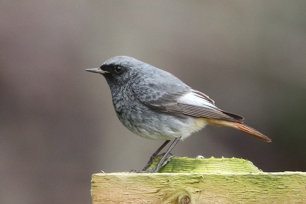 Photo of Black Redstart at Green Park, Berkshire. Taken by Andy Tomczynski on 2nd February 2026.