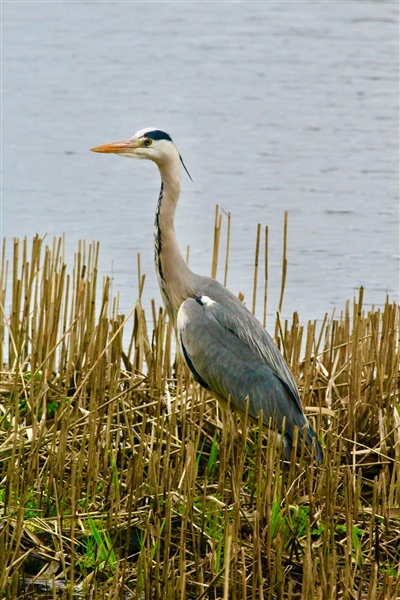 Photo of Grey Heron at Grove Lake, Moor Green Lakes, Berkshire. Taken by Rob Keel on 21st February 2026.