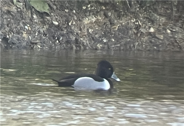 Photo of Ring-necked Duck at Grove Lake, Moor Green Lakes, Berkshire. Taken by Roger Stansfield on 24th February 2026.