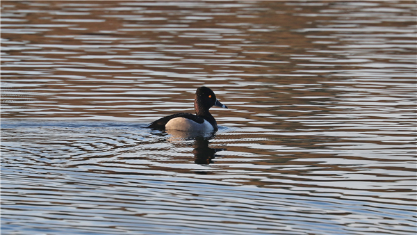 Photo of Ring-necked Duck at Grove Lake, Moor Green Lakes, Berkshire. Taken by Rik Addison on 24th February 2026.