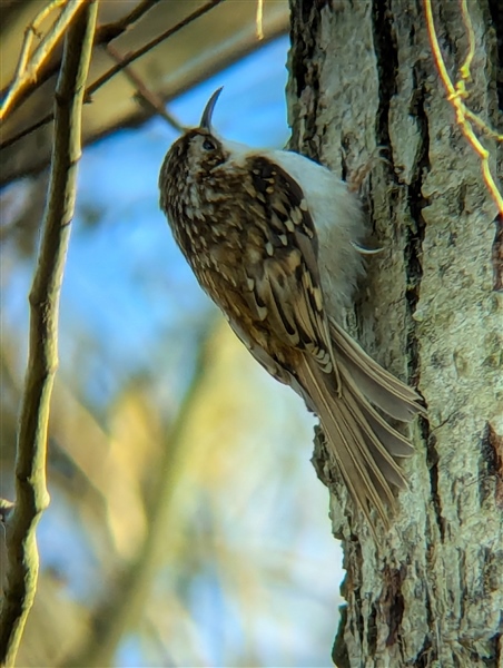 Photo of Treecreeper at Bottom Lane GP, Theale GPs, Berkshire. Taken by Peter Driver on 25th February 2026.