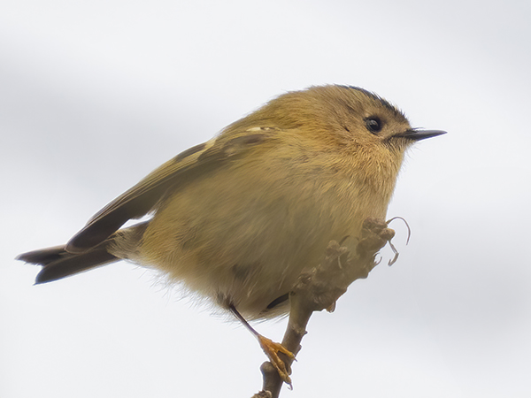 Photo of Goldcrest at Purley on Thames, Berkshire. Taken by Mike Smith on 13th February 2026.