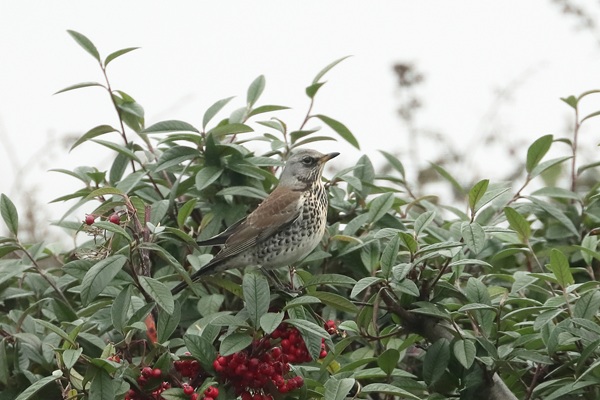 Photo of Fieldfare at Emmer Green, Berkshire. Taken by Andy Tomczynski on 19th February 2026.