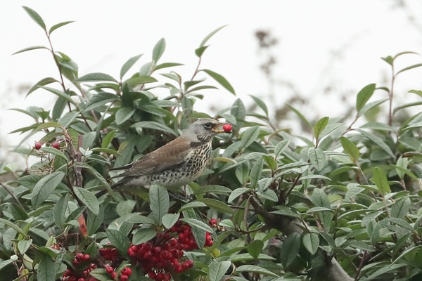 Photo of Fieldfare at Emmer Green, Berkshire. Taken by Andy Tomczynski on 19th February 2026.