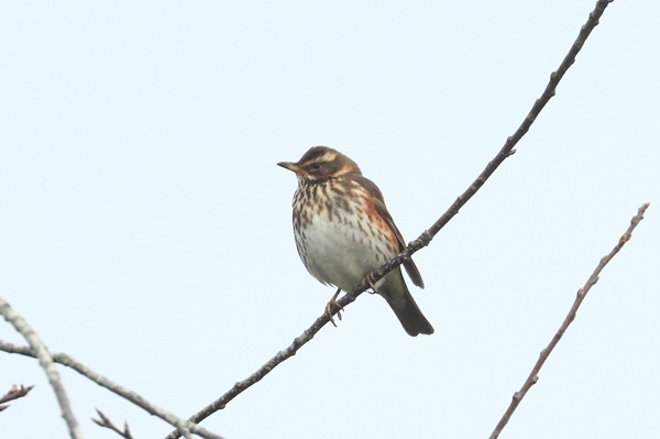 Photo of Redwing at Emmer Green, Berkshire. Taken by Andy Tomczynski on 20th February 2026.