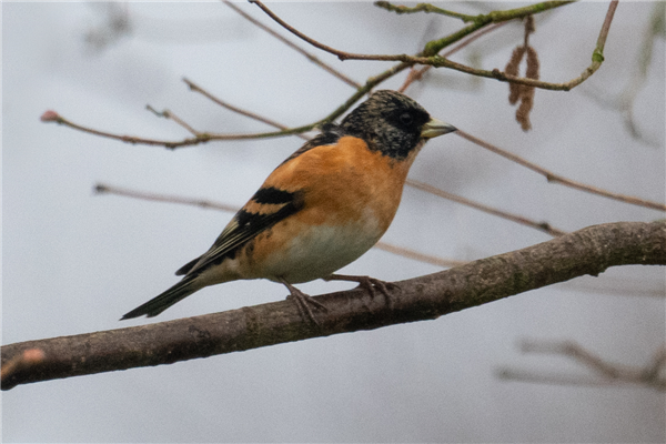 Photo of Brambling at Woodley, Berkshire. Taken by Dave Rimes on 27th February 2026.