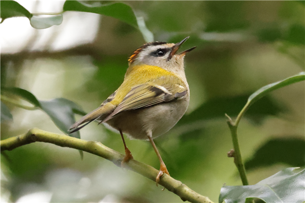 Photo of Firecrest at Whiteknights Park, Berkshire. Taken by Stephen Lynch on 27th February 2026.