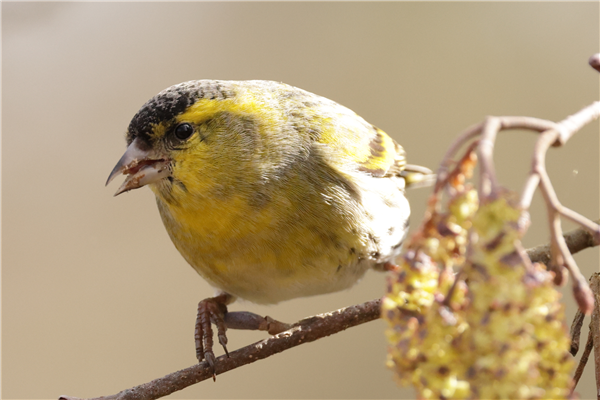 Photo of Siskin at Whiteknights Lake, Berkshire. Taken by Stephen Lynch on 28th February 2026.