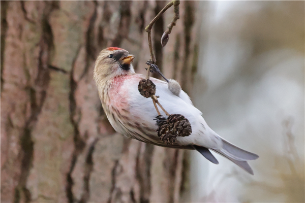 Photo of Lesser Redpoll at Whiteknights Lake, Berkshire. Taken by Stephen Lynch on 28th February 2026.