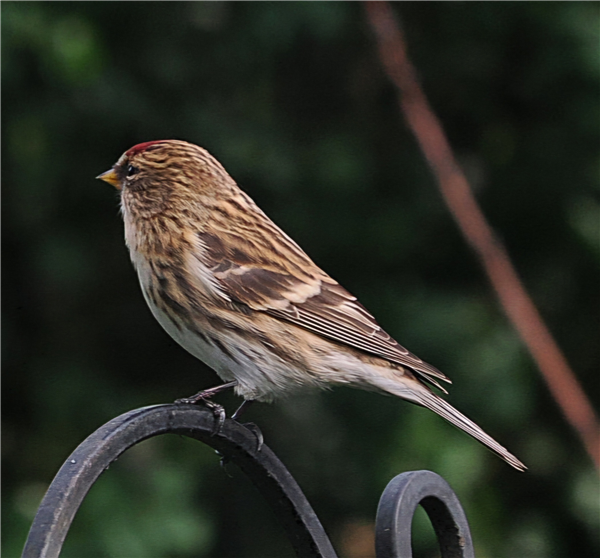 Photo of Lesser Redpoll at Emmer Green, Berkshire. Taken by David White on 4th February 2026.