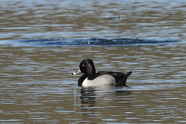 Photo of Ring-necked Duck at Grove Lake, Moor Green Lakes, Berkshire. Taken by Andy Tomczynski on 24th February 2026.