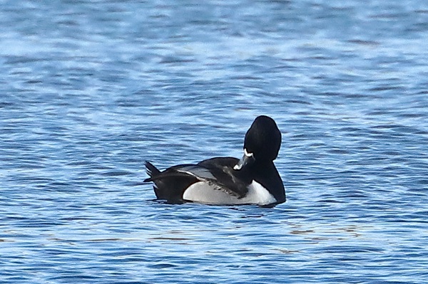 Photo of Ring-necked Duck at Grove Lake, Moor Green Lakes, Berkshire. Taken by Andy Tomczynski on 24th February 2026.