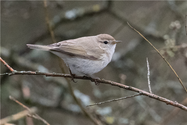 Photo of Siberian Chiffchaff at Sandford Lake, Dinton Pastures CP, Berkshire. Taken by Dave Rimes on 1st March 2026.