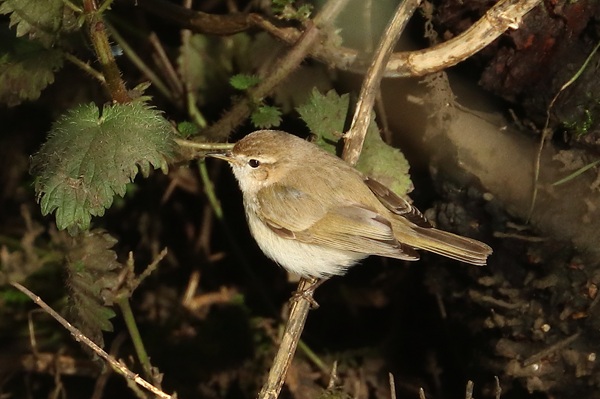 Photo of Siberian Chiffchaff at Sandford Lake, Dinton Pastures CP, Berkshire. Taken by Andy Tomczynski on 2nd March 2026.