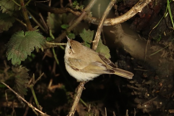 Photo of Siberian Chiffchaff at Sandford Lake, Dinton Pastures CP, Berkshire. Taken by Andy Tomczynski on 2nd March 2026.