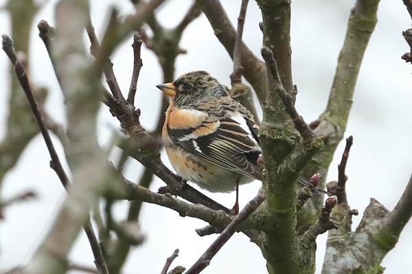 Photo of Brambling at Emmer Green, Berkshire. Taken by Andy Tomczynski on 6th March 2026.