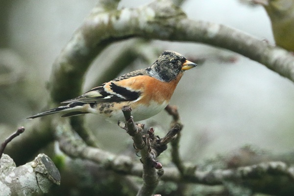 Photo of Brambling at Emmer Green, Berkshire. Taken by Andy Tomczynski on 6th March 2026.