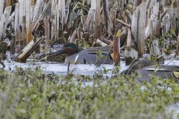 Photo of Green-winged Teal at Fobney Meadow, Berkshire. Taken by Marek Walford on 28th March 2026.