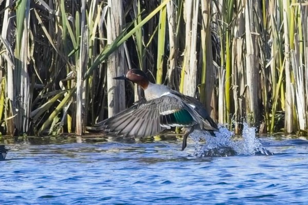 Photo of Green-winged Teal at Fobney Meadow, Berkshire. Taken by Marek Walford on 28th March 2026.