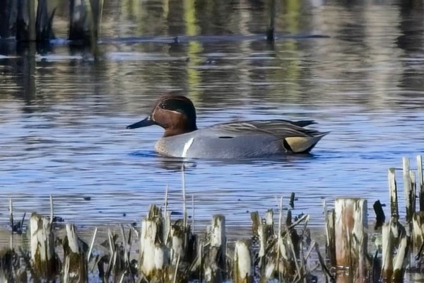 Photo of Green-winged Teal at Fobney Meadow, Berkshire. Taken by Marek Walford on 28th March 2026.