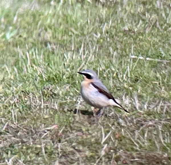 Photo of Wheatear at Burnthouse Lane GP (S), Pingewood GPs, Berkshire. Taken by Roger Stansfield on 30th March 2026.