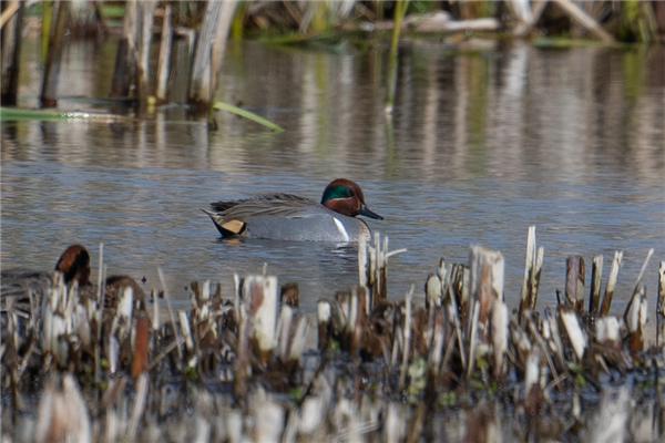 Photo of Green-winged Teal at Fobney Meadow, Berkshire. Taken by Dave Rimes on 30th March 2026.