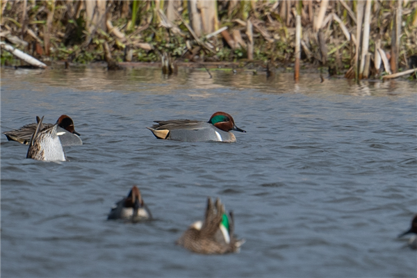 Photo of Green-winged Teal at Fobney Meadow, Berkshire. Taken by Dave Rimes on 30th March 2026.