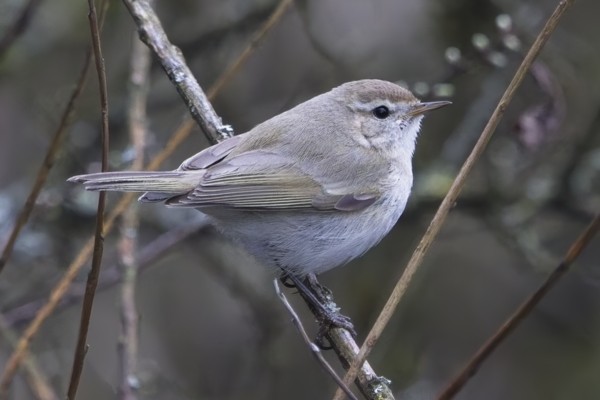 Photo of Siberian Chiffchaff at Sandford Lake, Dinton Pastures CP, Berkshire. Taken by Marek Walford on 1st March 2026.