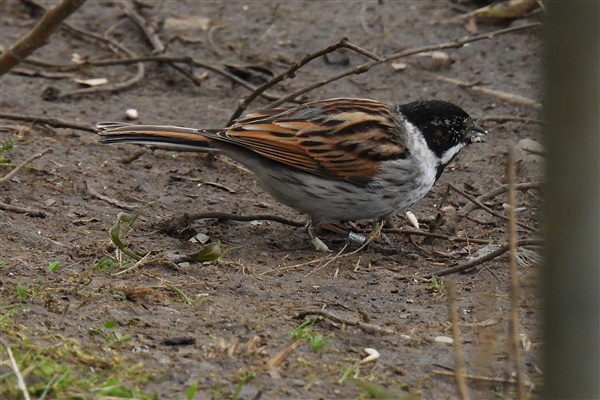 Photo of Reed Bunting at Lower Farm GP, Berkshire. Taken by Ian Quelch on 1st April 2026.