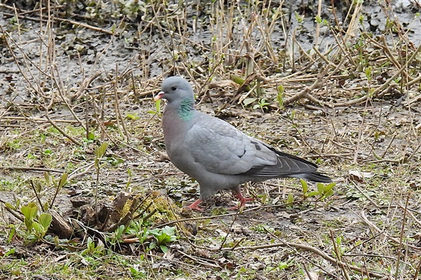 Photo of Stock Dove at Lower Farm GP, Berkshire. Taken by Ian Quelch on 1st April 2026.