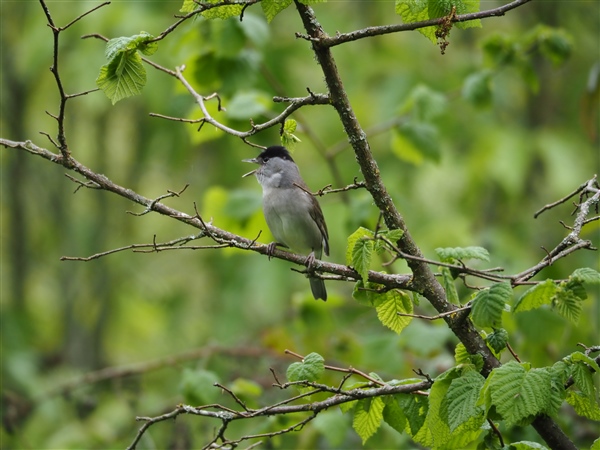 Photo of Blackcap at Nature Discovery Centre, Thatcham Marsh, Berkshire. Taken by Peter Young on 16th April 2026.