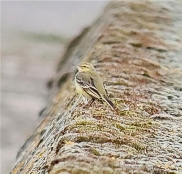 Photo of Yellow Wagtail at Queen Mother Reservoir, Berkshire. Taken by Chris Heard on 3rd March 2026.