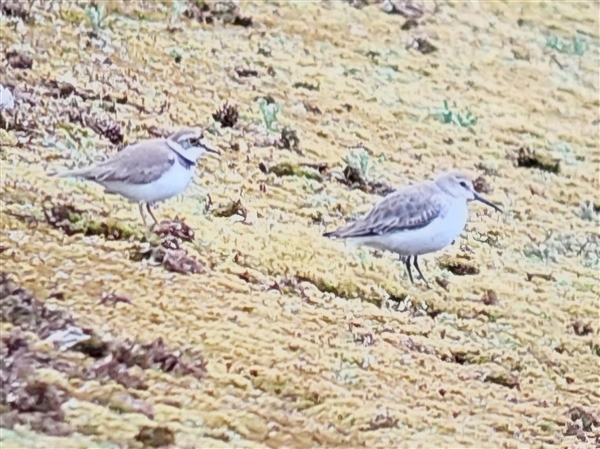 Photo of Dunlin at Queen Mother Reservoir, Berkshire. Taken by Chris Heard on 16th March 2026.