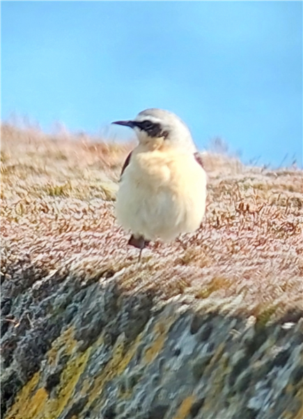 Photo of Wheatear at Queen Mother Reservoir, Berkshire. Taken by Chris Heard on 21st March 2026.