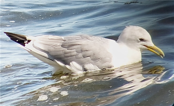 Photo of Kittiwake at Queen Mother Reservoir, Berkshire. Taken by Chris Heard on 6th April 2026.