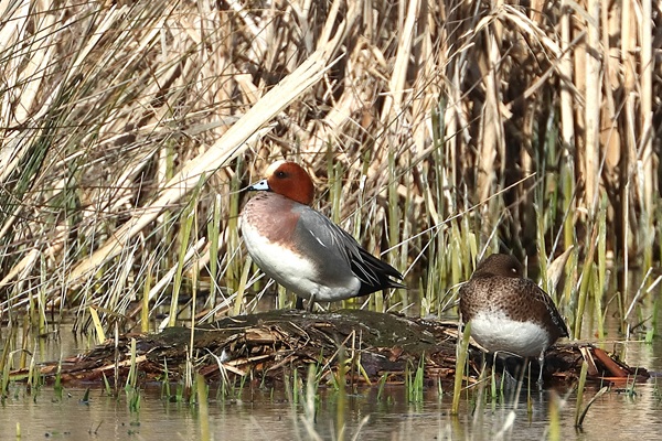 Photo of Wigeon at Fobney Meadow, Berkshire. Taken by Andy Tomczynski on 11th March 2026.